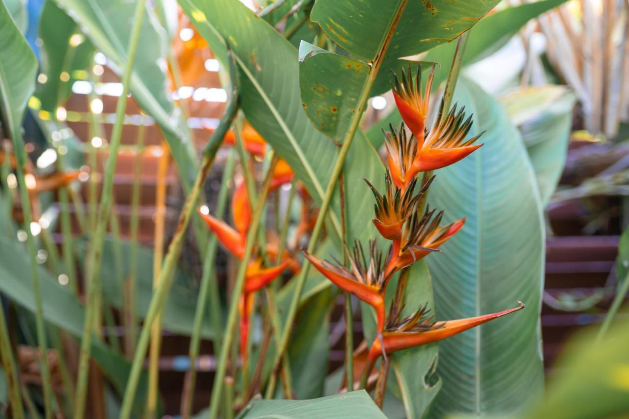 Le Charme Polynesien Proximite Plage Et Commerces プナアウィア エクステリア 写真